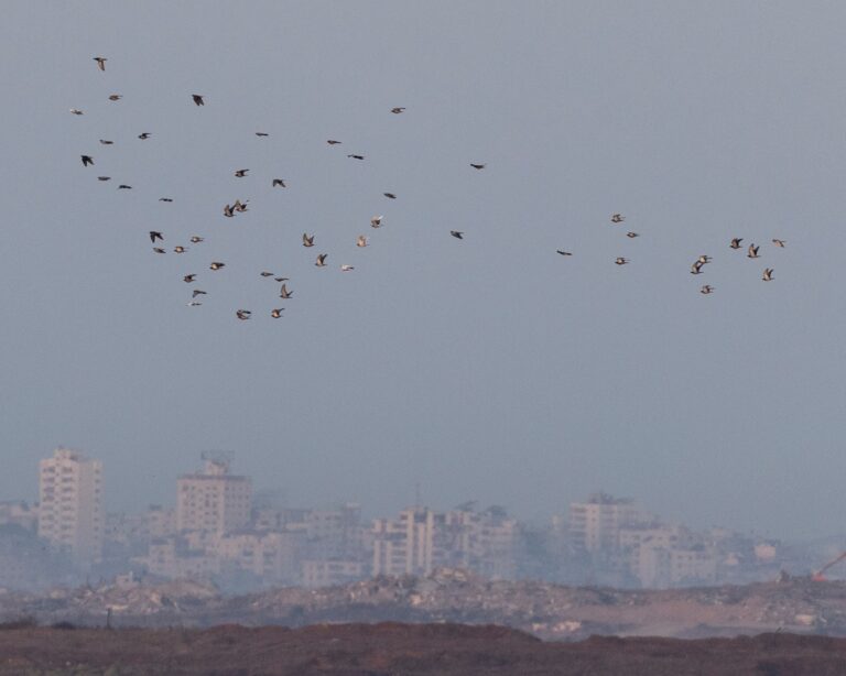 The Geopolitical Gamble of Trump’s Board of Peace