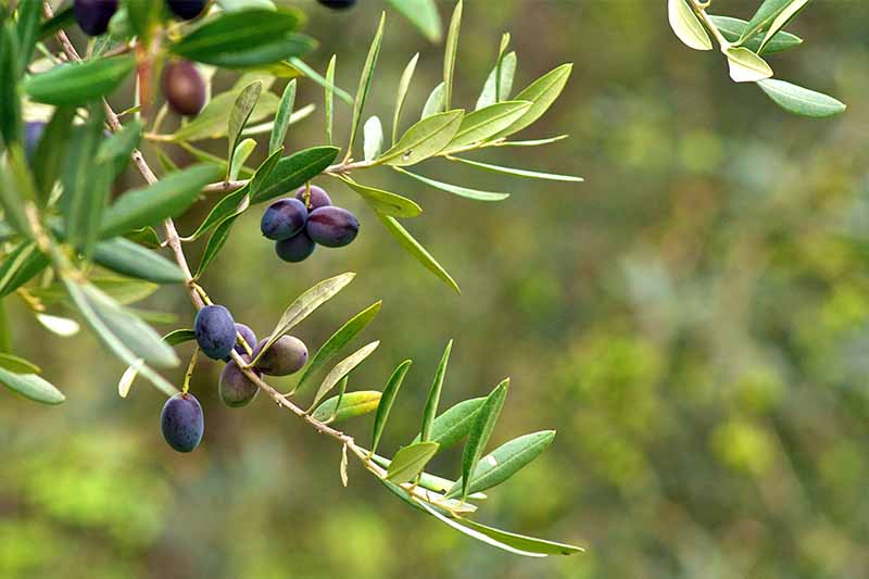 How Olive Groves are Securing Pakistan’s Economy